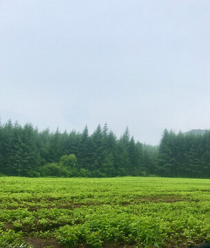 綠地