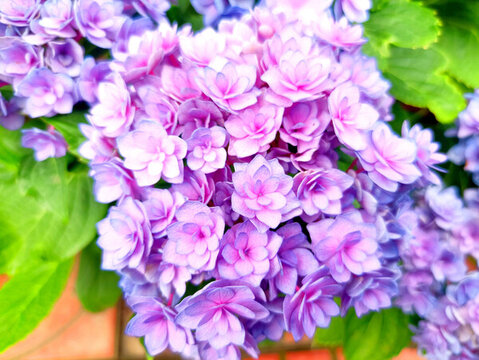 繡球花