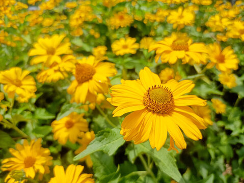 金盞菊