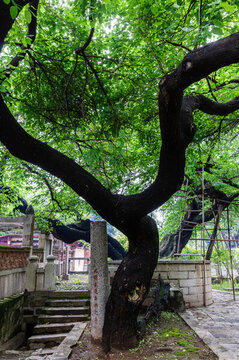 泉州開元寺