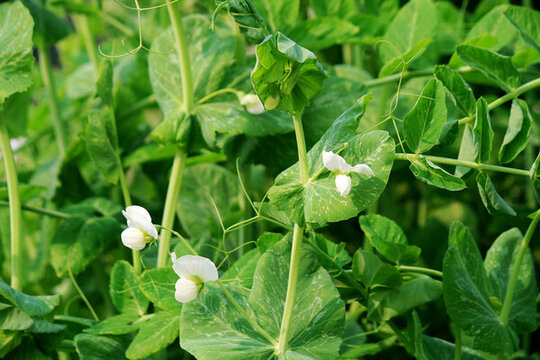 豌豆開(kāi)花