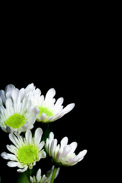 雛菊