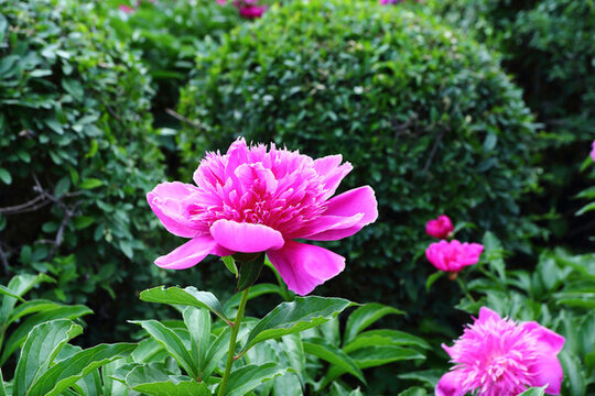 芍藥花
