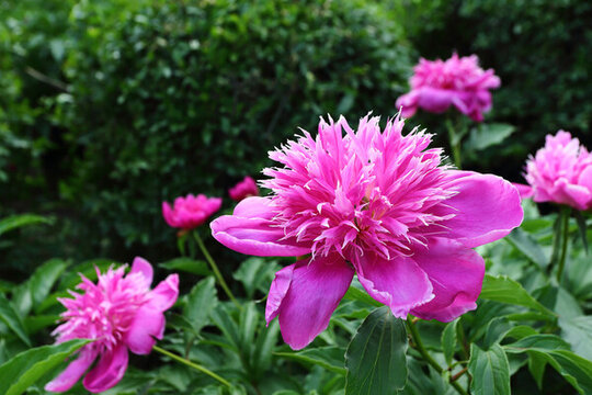 芍藥花