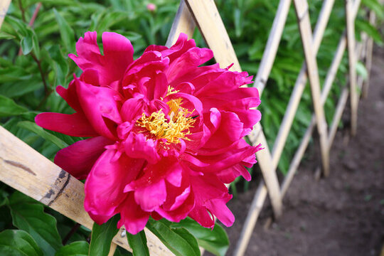 芍藥花