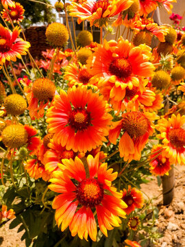 太陽(yáng)花
