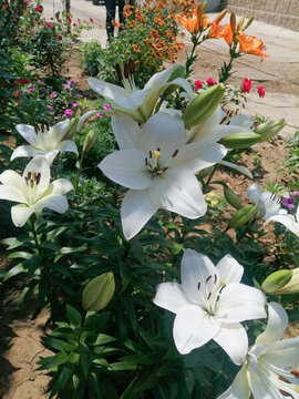 百合花特寫