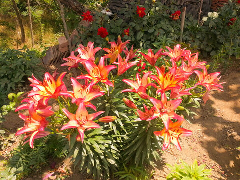 紅色百合花