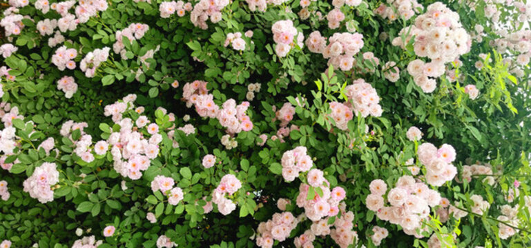 薔薇花
