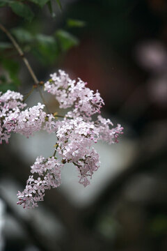 丁香花
