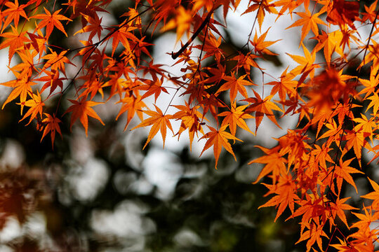 南京棲霞山紅葉