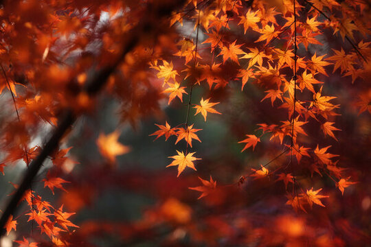 南京棲霞山紅葉