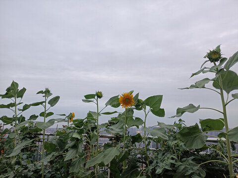 風(fēng)景園林
