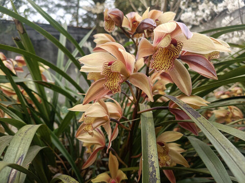 蘭花