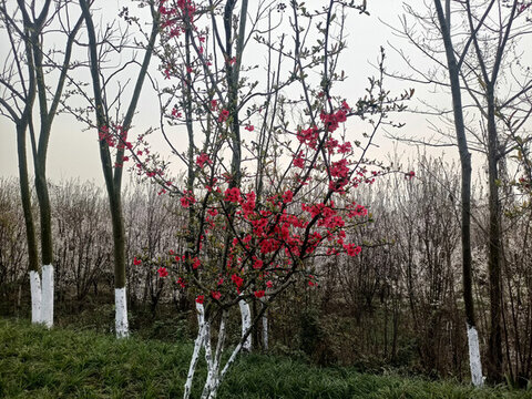 海棠花