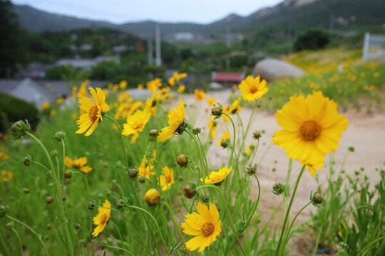 農(nóng)村