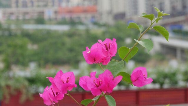 葉子花