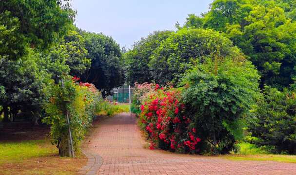 公園景色