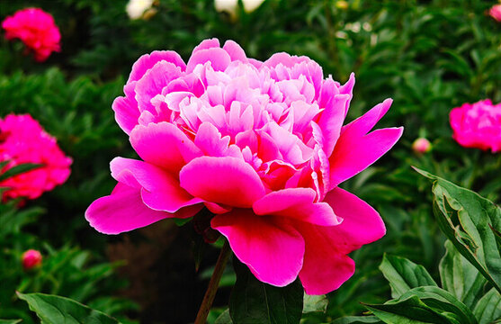 花開富貴的牡丹花