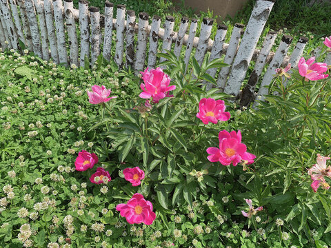 東北芍藥花