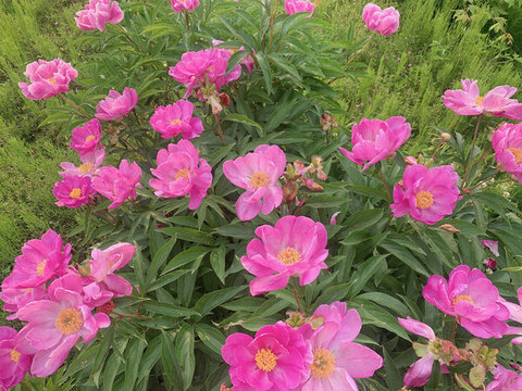 湖景別墅芍藥花