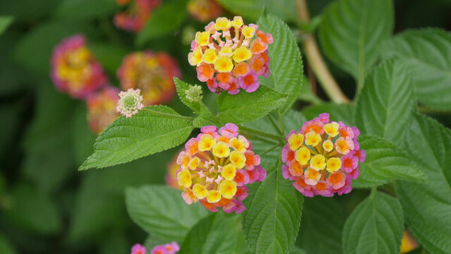 開(kāi)花的馬櫻丹