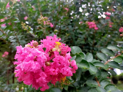 紫薇花