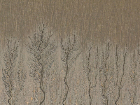 錢塘江潮汐大地之樹航拍