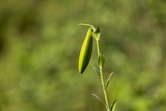 百合花苞