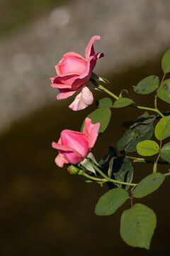 月季花