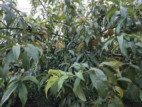 樹上的黃桃