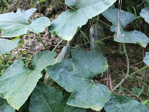 小北瓜
