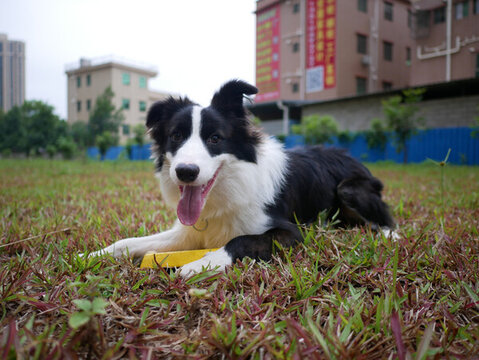 邊境牧羊犬