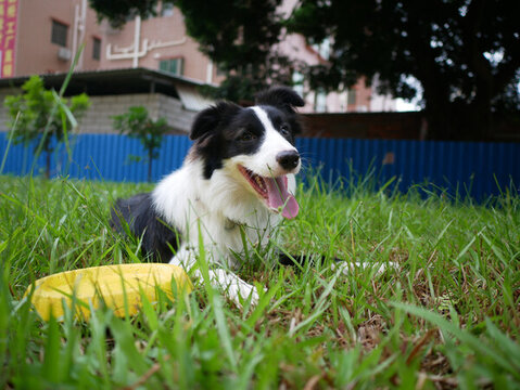 邊境牧羊犬