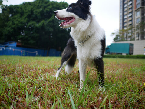 邊境牧羊犬