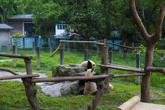 重慶動物園大熊貓
