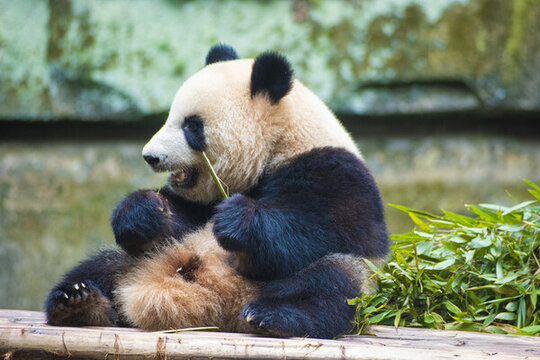 重慶動物園大熊貓