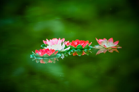 祈福蓮花