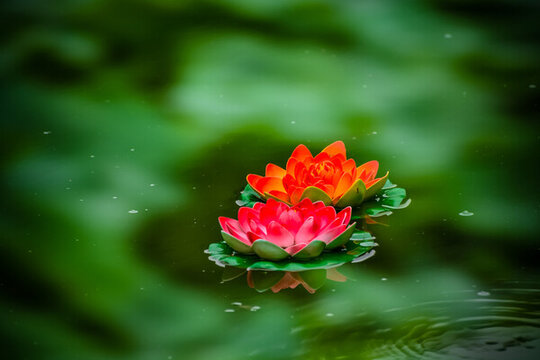 祈福蓮花