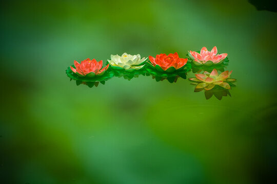 祈福蓮花