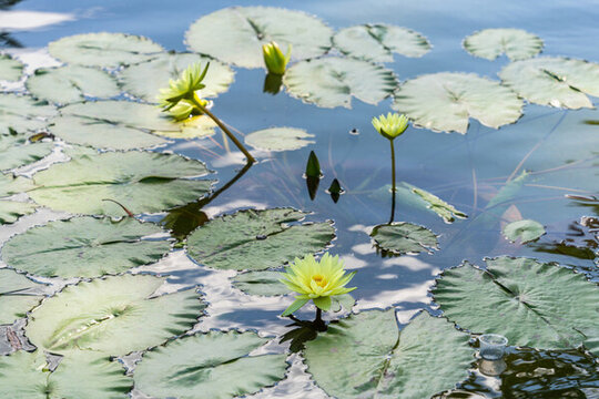 夏季池塘中盛開(kāi)的睡蓮花