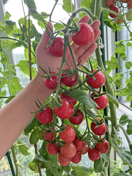 陽(yáng)臺(tái)種菜