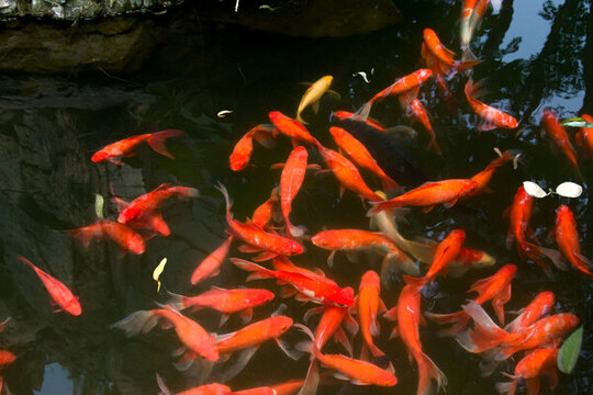 紅鯉魚