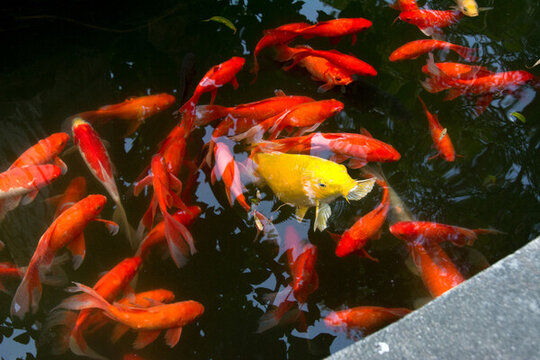 紅色鯉魚