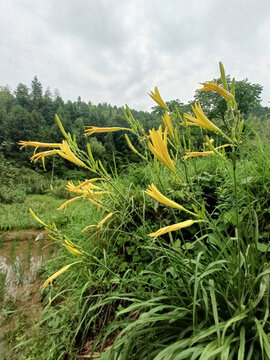 黃花菜