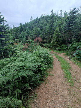 山路