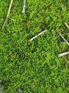苔蘚樹(shù)枝
