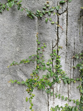 石頭縫小葉子