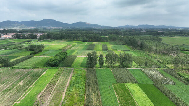 綠色田地