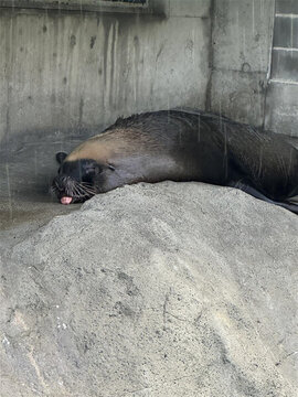 海獅